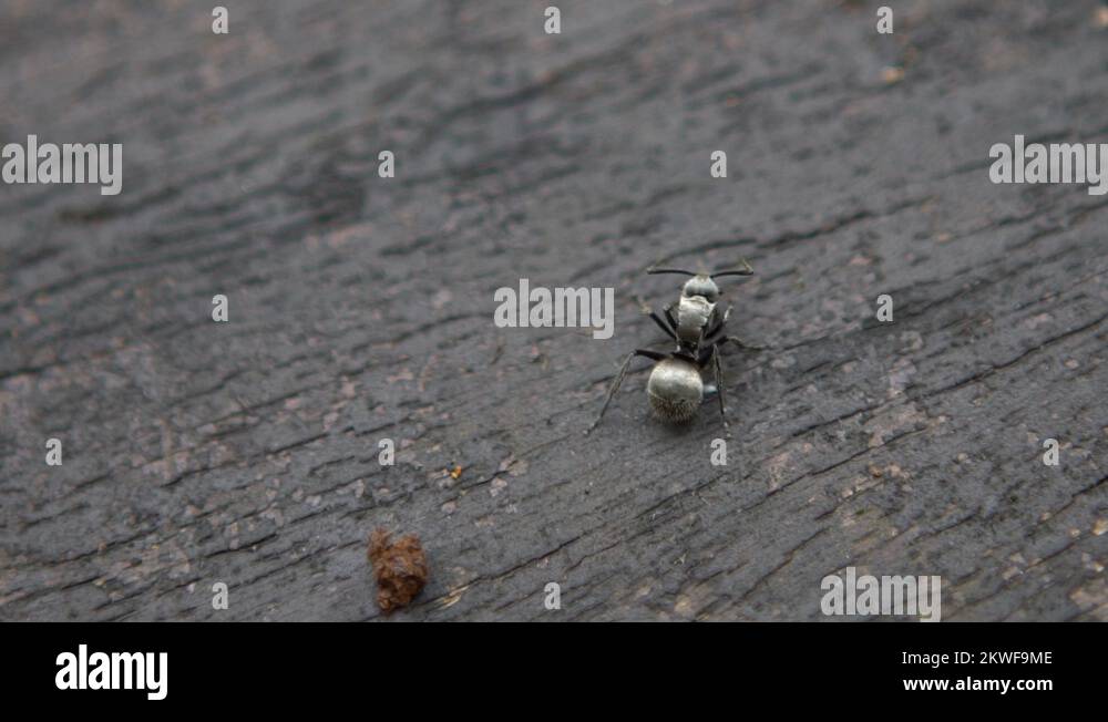Macro slow motion of big black ant is eating a caterpillar in wild of forestDan Stock Video
