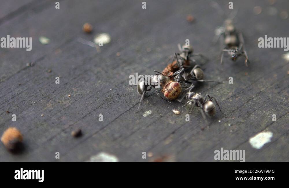Macro slow motion group ant attacking and eating caterpillar in wild