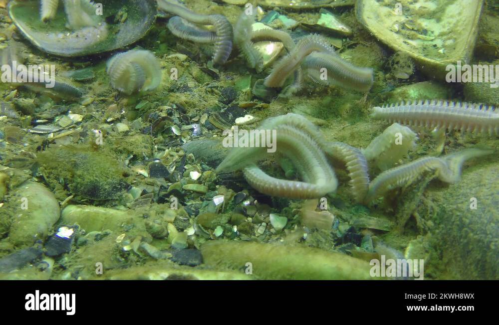 Clam worms Stock Videos & Footage - HD and 4K Video Clips - Alamy