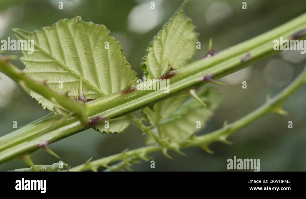Blackberry thorns Stock Videos & Footage HD and 4K Video Clips Alamy