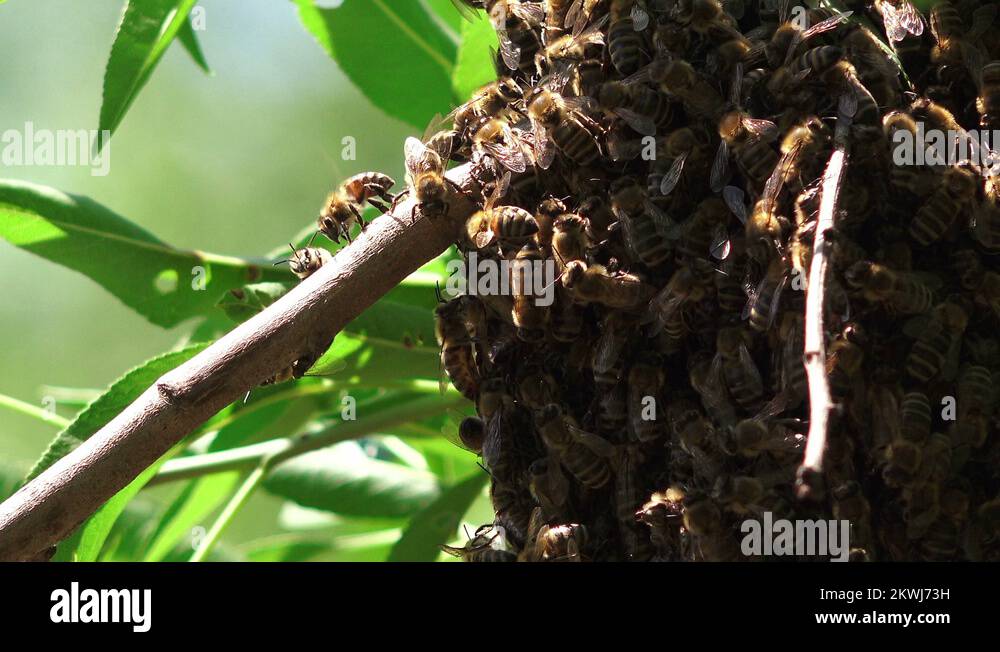 Bees tree Stock Videos & Footage - HD and 4K Video Clips - Alamy