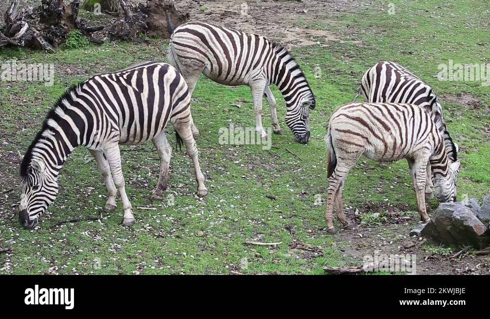 South africa equus quagga burchellii Stock Videos & Footage - HD and 4K ...