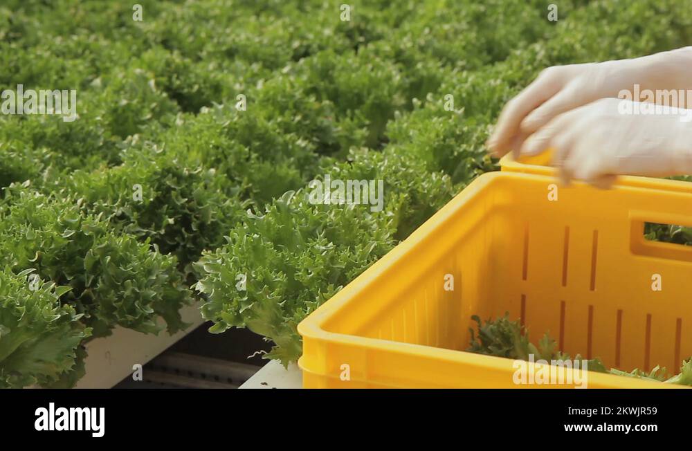 Grow lettuce in container Stock Videos & Footage HD and 4K Video