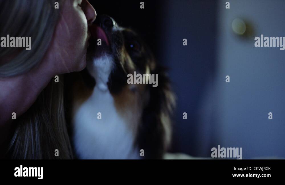 Dog licking her owner's face in bed at night Stock Video Footage Alamy