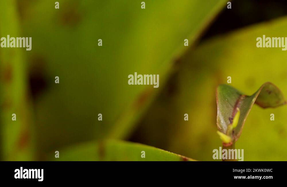 Rio frog Stock Videos & Footage - HD and 4K Video Clips - Alamy
