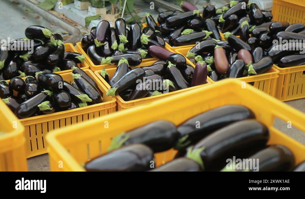 Harvest of aubergines in yellow boxes demonstrates inside garden Stock