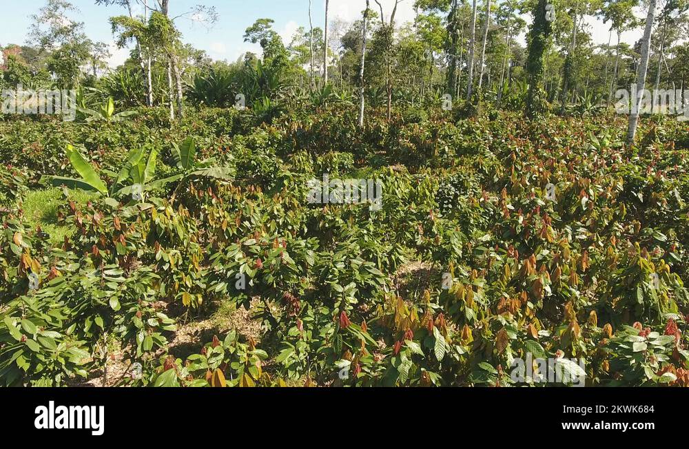 Cacao plantation ecuador Stock Videos & Footage HD and 4K Video Clips