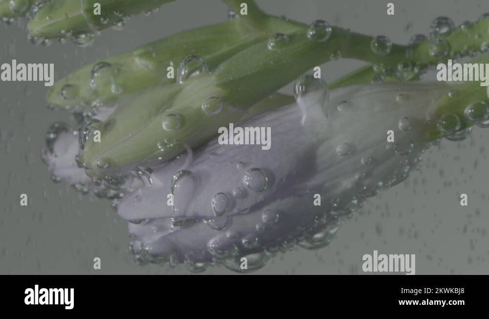 Flower submerged in water Stock Videos & Footage HD and 4K Video