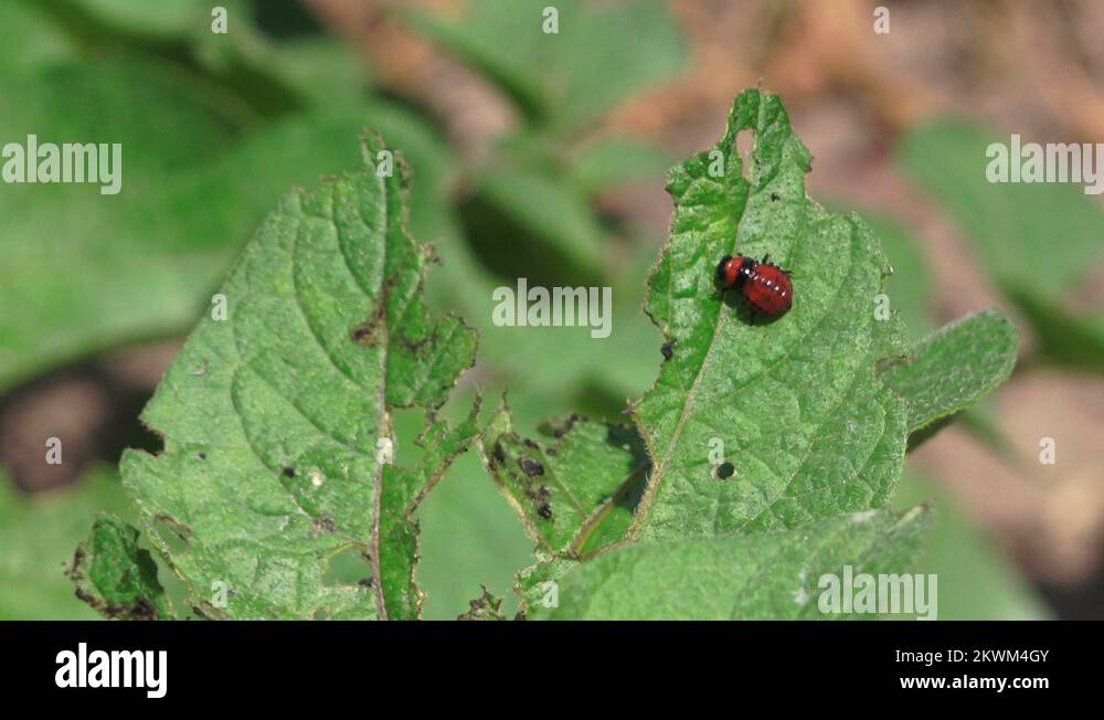 Колорадский жук на баклажанах. Red Larva.