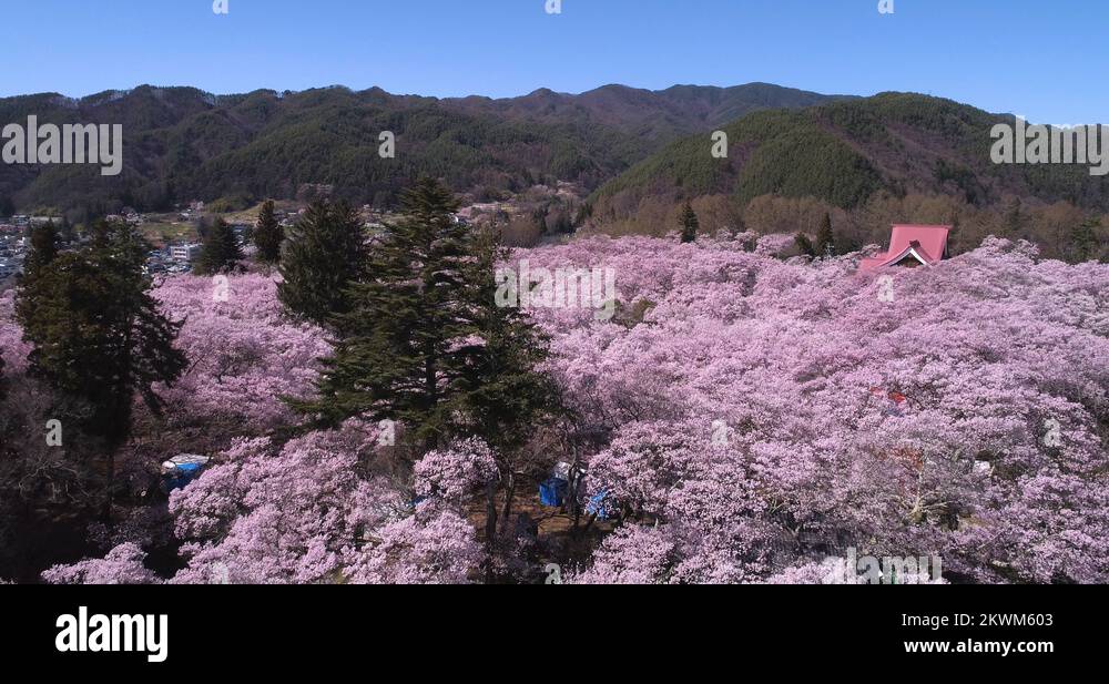 Cinematic aerial footage of cherry blossoms in full bloom at Takato ...