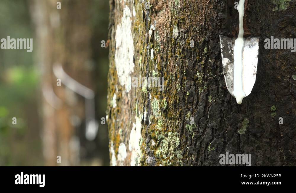 Sap dripping on tree Stock Videos & Footage HD and 4K Video Clips Alamy