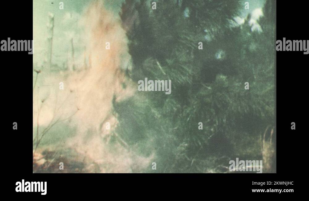 1950s A field of pine trees catches on fire. A man in overalls looks