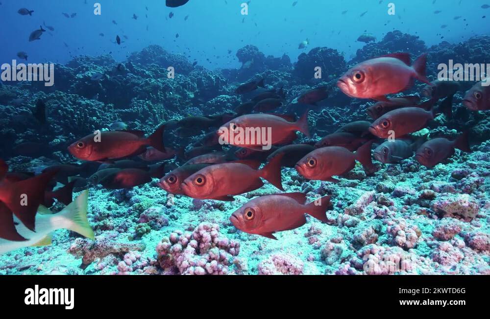 School of tropical fish, Goggle Eye Fish Swimming Underwater Stock