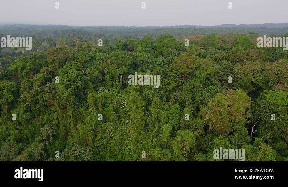 Rainforest of guatemala Stock Videos & Footage HD and 4K Video Clips
