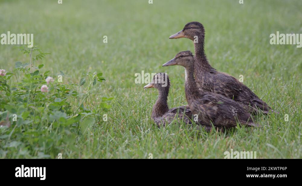 Picture of small ducks quacking - close up Stock Video Footage - Alamy