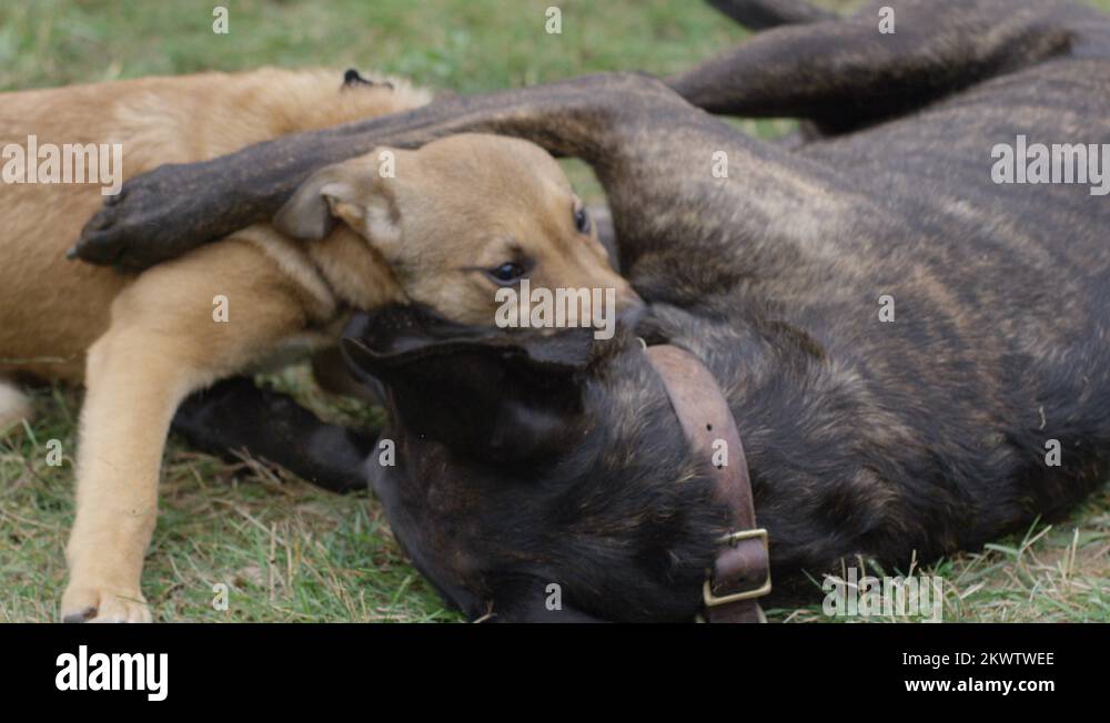 Wrestling learning Stock Videos & Footage HD and 4K Video Clips Alamy