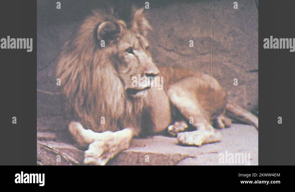1950s UNITED STATES lion sits on ground in zoo. Lion walks in enclosure. Lion Stock Video