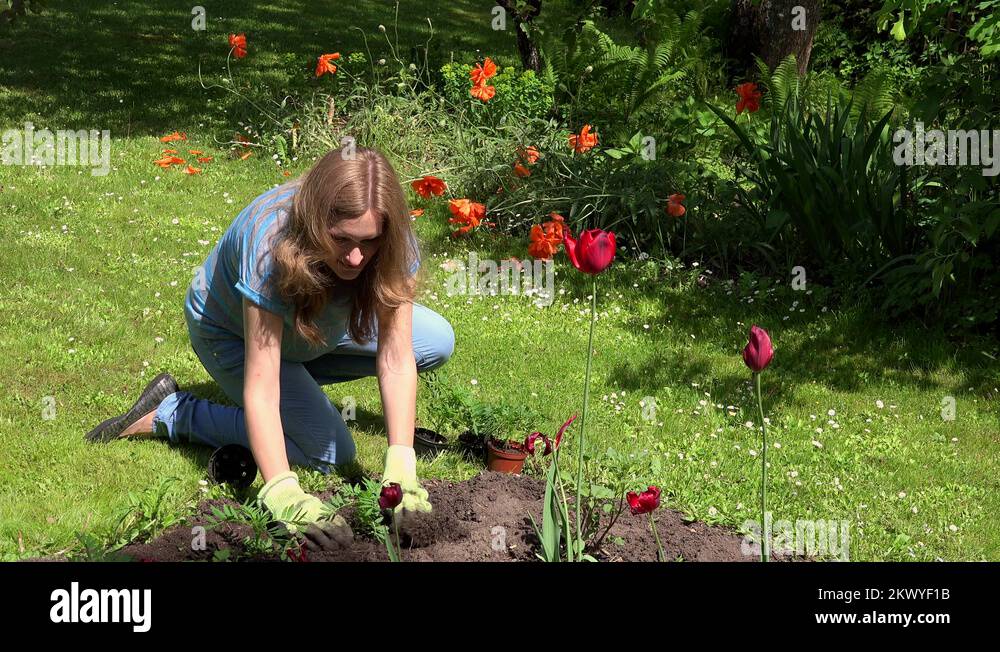 Planting flowers garden Stock Videos & Footage HD and 4K Video Clips