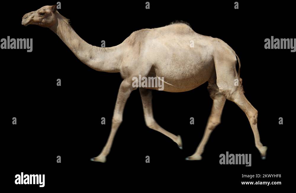 Somali camel Stock Videos & Footage - HD and 4K Video Clips - Alamy