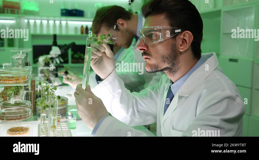 Biologists Team Work Genetically Modified Plants and Seeds Research ...