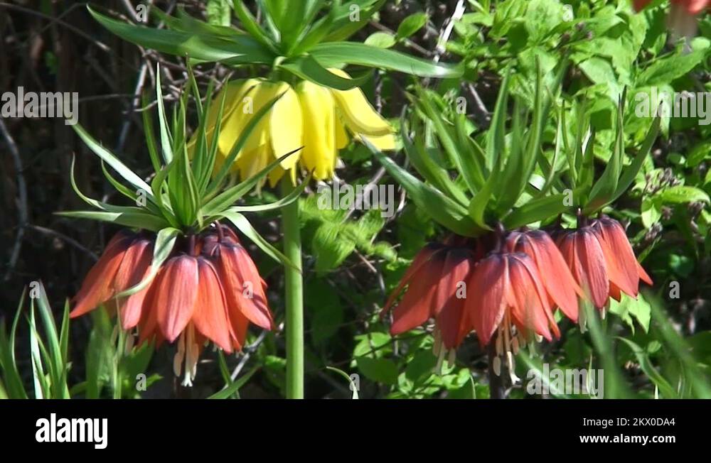 Crown imperial flowers Stock Videos & Footage HD and 4K Video Clips