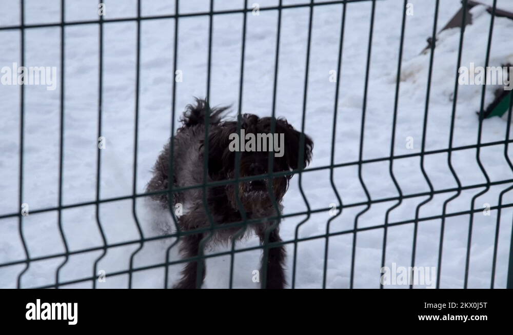 Dog jumps fence Stock Videos & Footage HD and 4K Video Clips Alamy