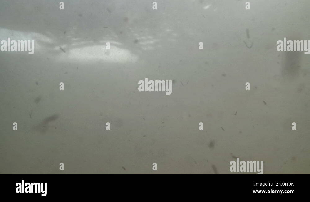 Underwater chaos Stock Videos & Footage HD and 4K Video Clips Alamy