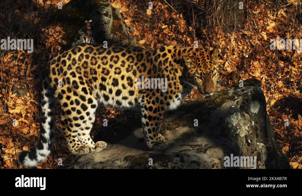 Iucn red list critically endangered species Stock Videos & Footage - HD