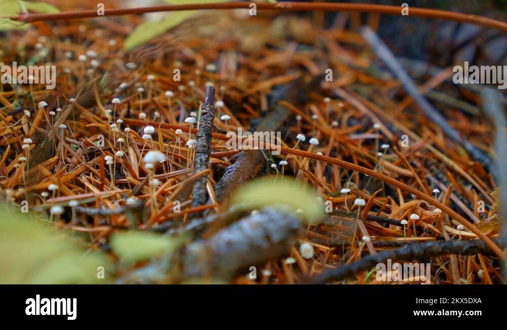 Tiny fungi Stock Videos & Footage HD and 4K Video Clips Alamy