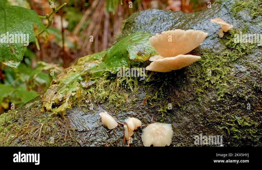 Fall fungi Stock Videos & Footage HD and 4K Video Clips Alamy