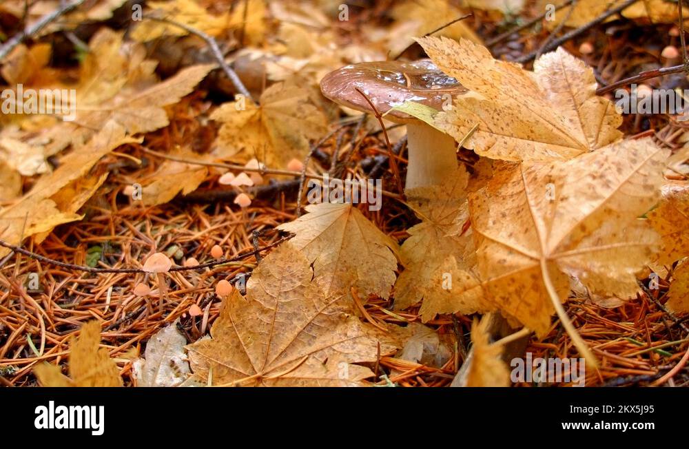 Mushroom and toadstool Stock Videos & Footage HD and 4K Video Clips