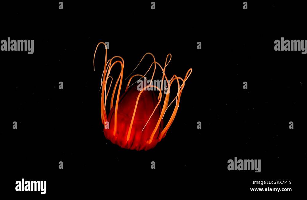 Periphylla Periphylla /Helmet jellyfish Stock Video Footage Alamy