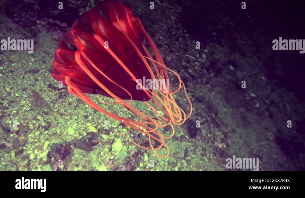 Periphylla Periphylla /Helmet jellyfish Stock Video Footage Alamy