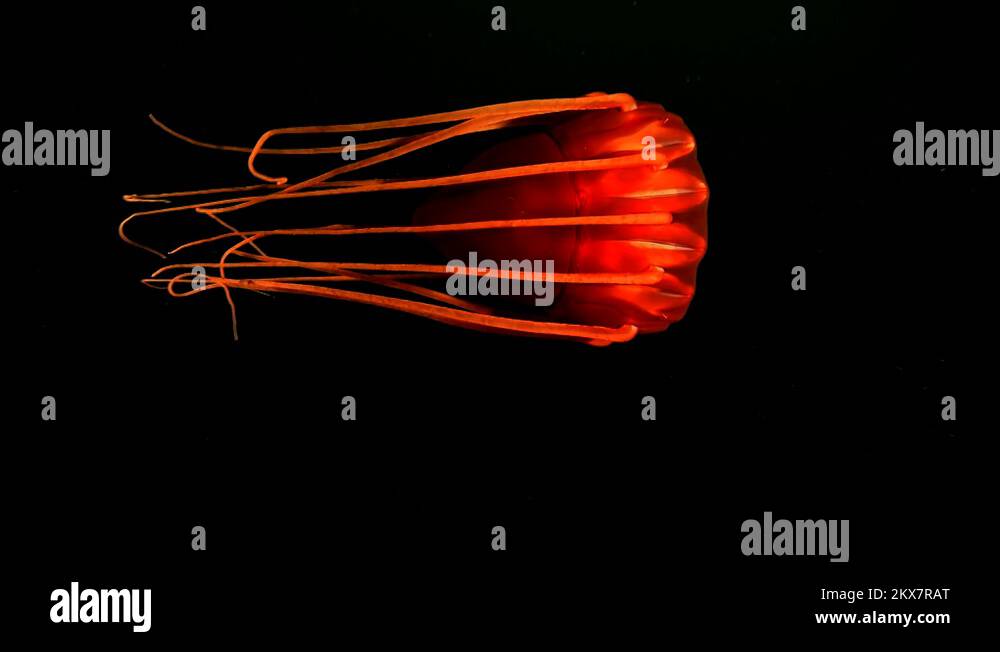 Periphylla Periphylla /Helmet jellyfish Stock Video Footage Alamy