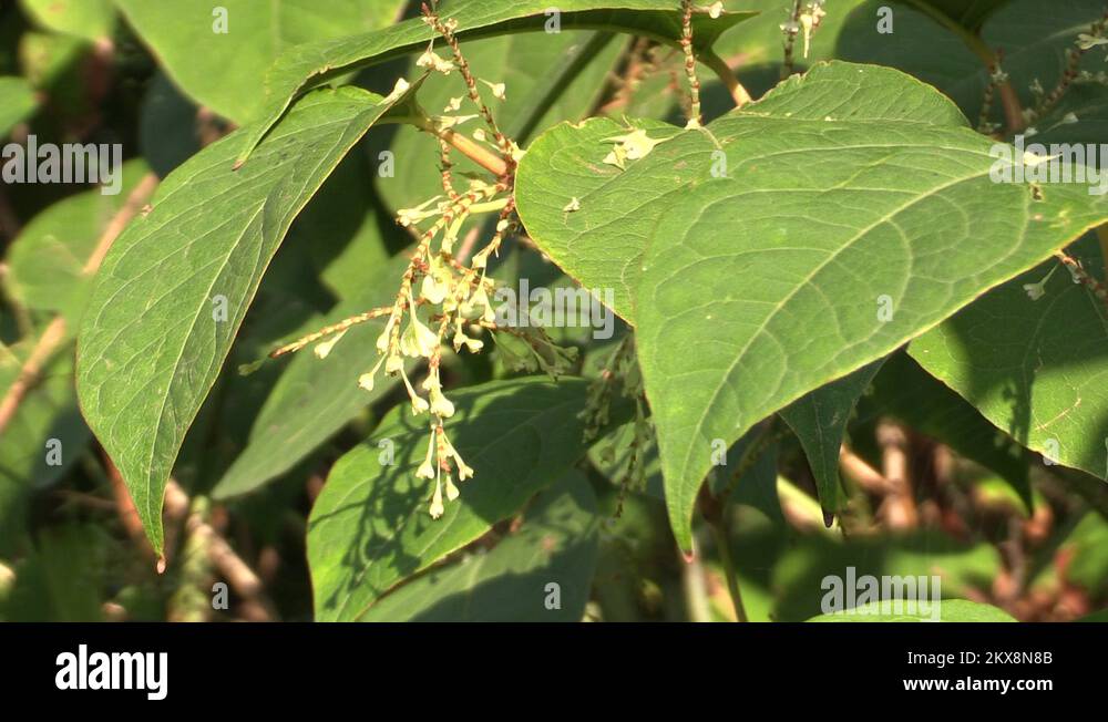 Knotweed Reynoutria japonica, invasive and expansive species of ...