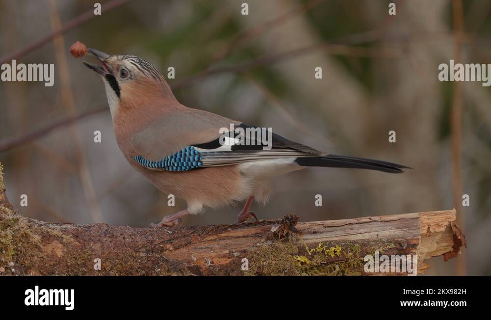 Throwing bird seeds Stock Videos & Footage HD and 4K Video Clips Alamy