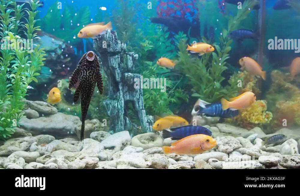 Aquarium catfish Stock Videos & Footage HD and 4K Video Clips Alamy