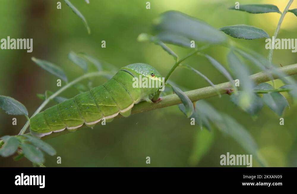 Chinese caterpillar Stock Videos & Footage HD and 4K Video Clips Alamy