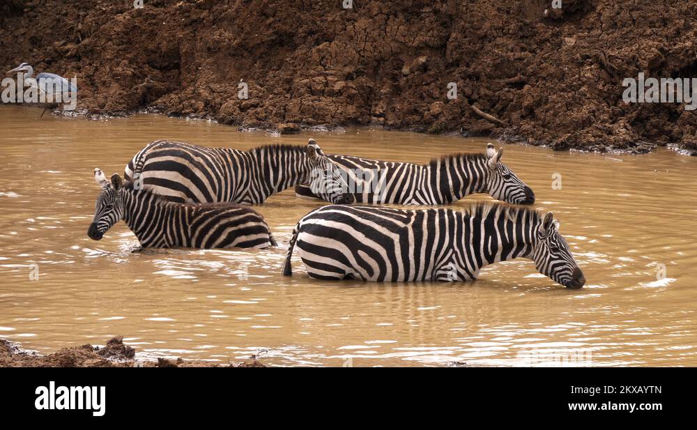 Grant's Zebra, equus burchelli boehmi, Herd at Waterhole, Nairobi Park ...