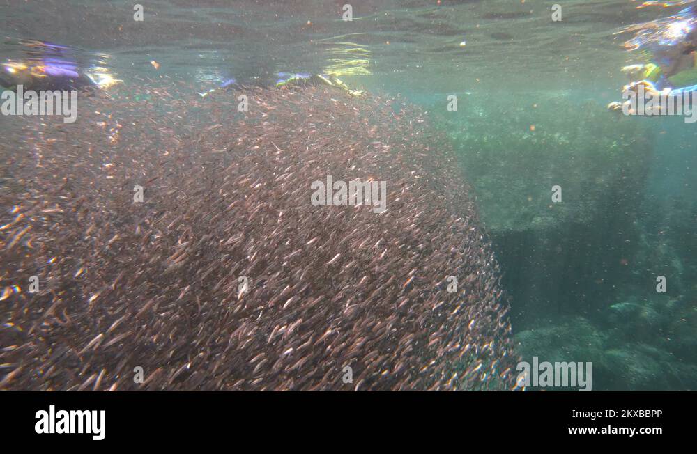 A diver plunges into the midst of a giant bait ball of anchovies