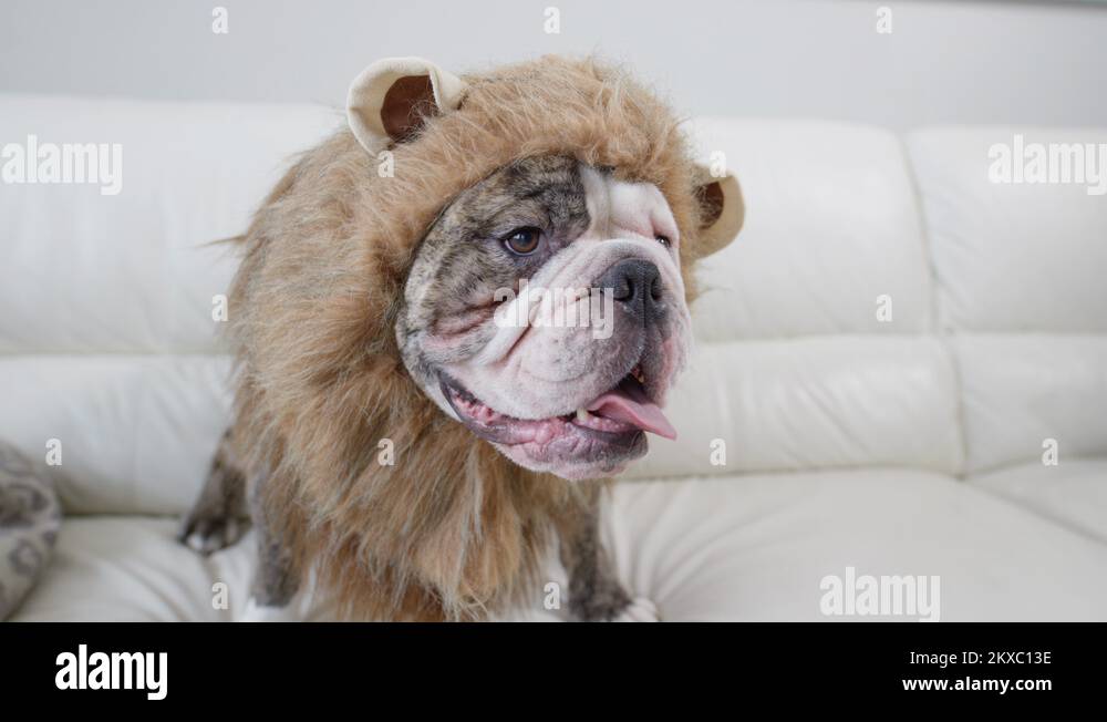 Lions mane bulldog wearing a wig hilarious costume Stock Video Footage