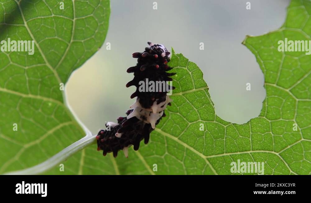 Black swallowtail caterpillar stages Stock Videos & Footage HD and