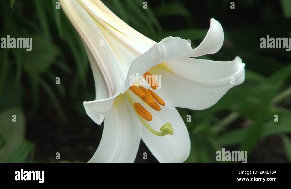 Lilium liliaceae Stock Videos & Footage - HD and 4K Video Clips - Alamy