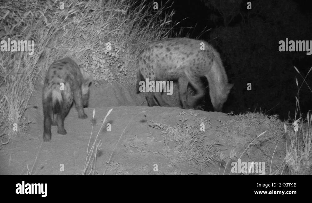 Spotted hyenas Stock Videos & Footage HD and 4K Video Clips Alamy