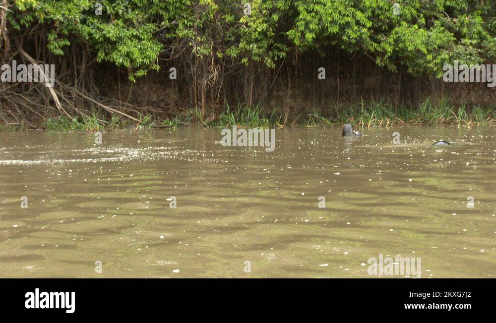 Giant river otter eating fish Stock Videos & Footage Biology Diagrams