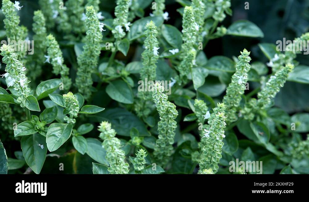 Sweet basil herb Stock Videos & Footage HD and 4K Video Clips Alamy