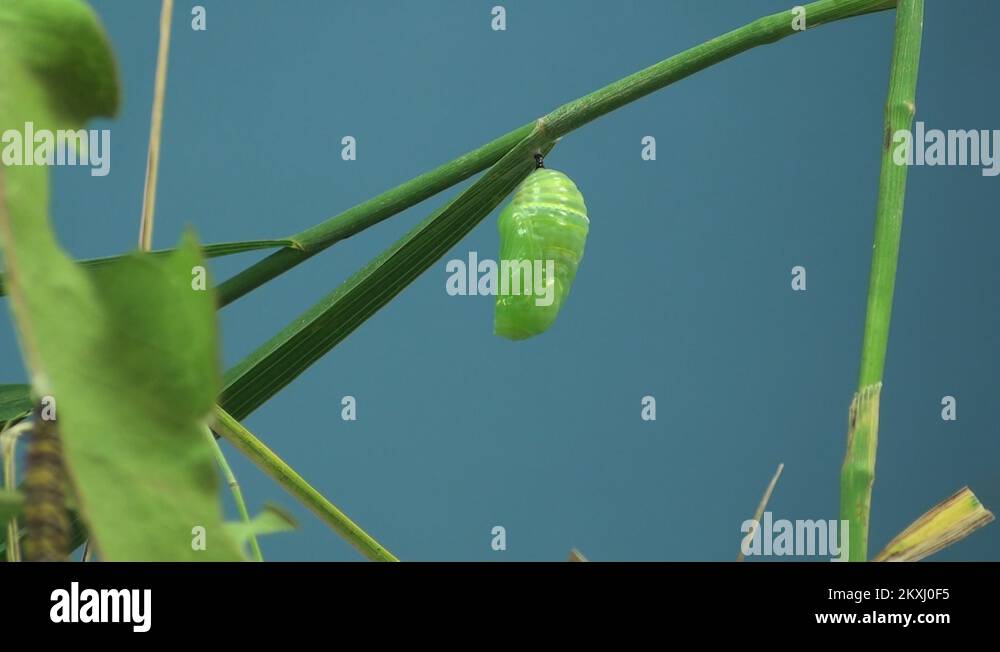 Metamorphosis series Stock Videos & Footage HD and 4K Video Clips Alamy