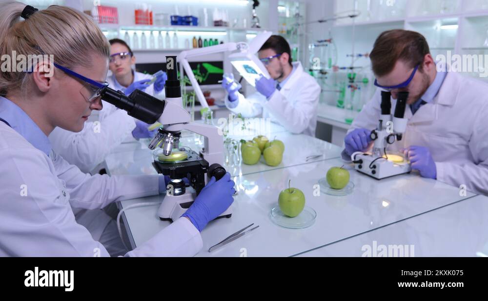 Biologists Researchers Team Test Apples Fruits Collaborate Microscope Laboratory Stock Video