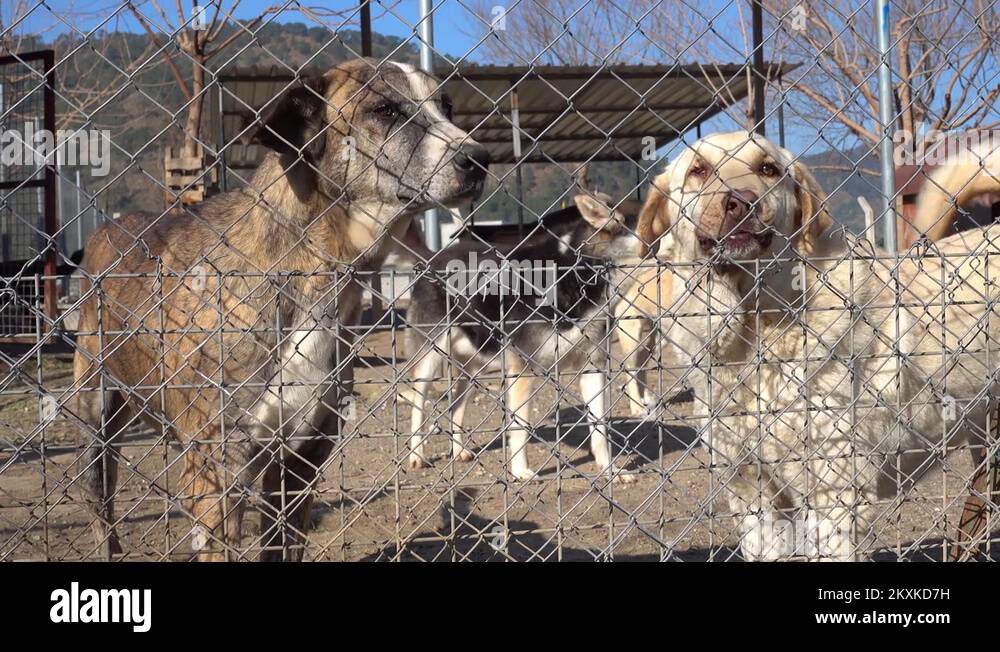 Bark fencing Stock Videos & Footage HD and 4K Video Clips Alamy