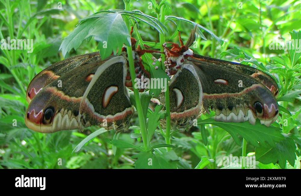 Adult moths Stock Videos & Footage HD and 4K Video Clips Alamy